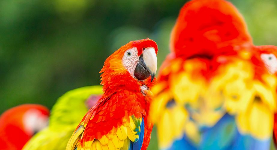 Costa Ricaanse papegaaien